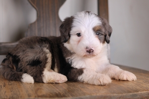 Lulu’s Blue Merle Male 