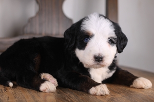 Lulu’s Black Tri Female 