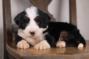 Lulu’s Black Tri Male 