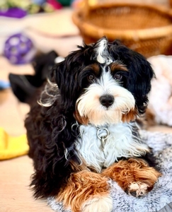 WAITLIST Maizy + Flash - Mini Bernedoodles 