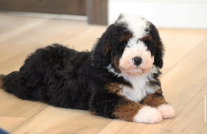 Charlie + Flash - Petite Mini Bernedoodles 