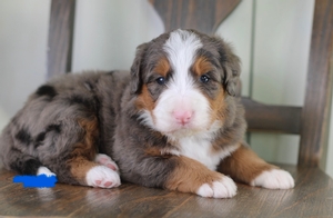 Nova Blue Male 
