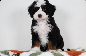 Dumpling - Mini Bernedoodle 