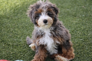 WAITLIST Pepper + Toad - Mini Bernedoodles 