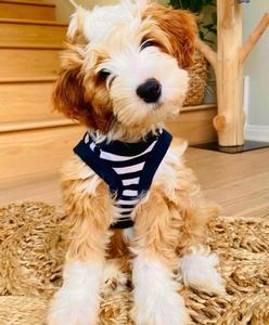 Honey + Toad - Mini Bernedoodles 