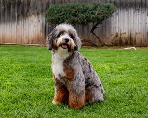 Shady Oak’s Pepper