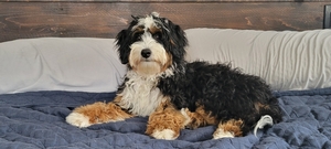 Shady Oak’s Millie 