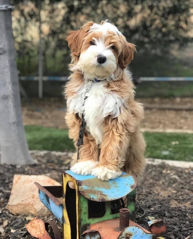 out about Aussie Doodle, Bernedoodle & Mountain Doodle