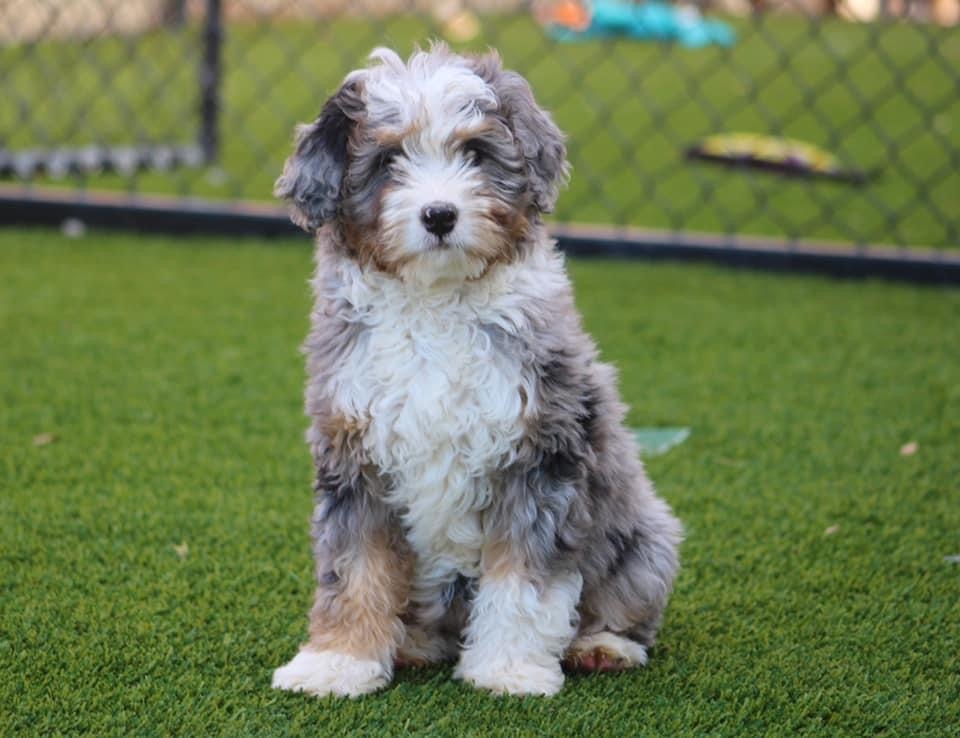 aussie mountain doodle breeder