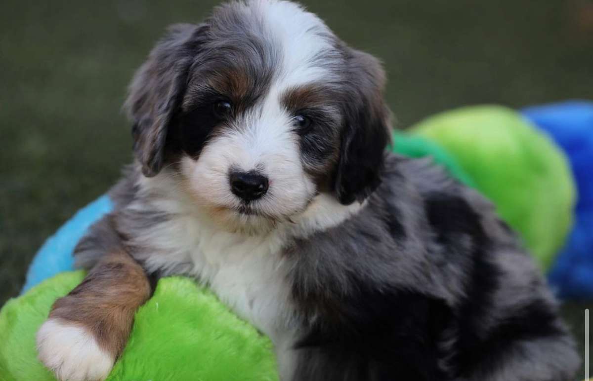Mini Bernedoodles in San Diego, CA